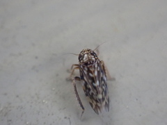 Xestocephalus superbus