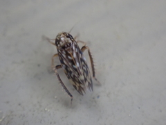 Xestocephalus superbus