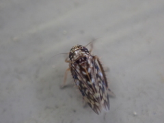Xestocephalus superbus