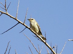Setophaga coronata coronata