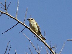 Setophaga coronata coronata