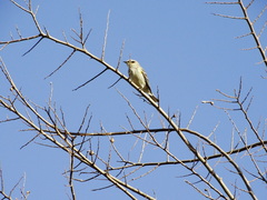 Setophaga coronata coronata