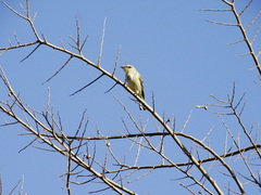 Setophaga coronata coronata