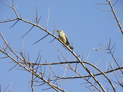 Setophaga coronata coronata