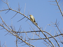 Setophaga coronata coronata
