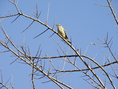 Setophaga coronata coronata