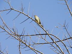Setophaga coronata coronata