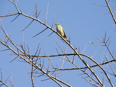 Setophaga coronata coronata