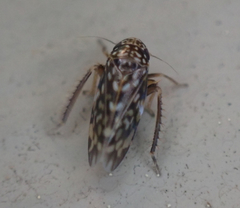 Xestocephalus superbus