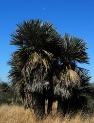 Trithrinax campestris