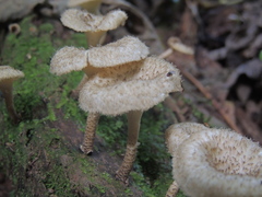 Lentinus