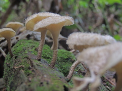 Lentinus