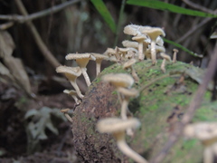 Lentinus