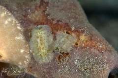 Sclerodoris trenberthi