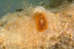 Sclerodoris trenberthi