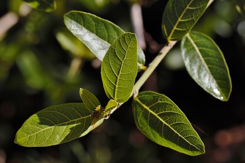 Sandpaper fig (Ficus capreifolia)