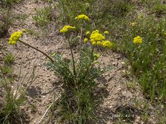 Lomatium mohavense