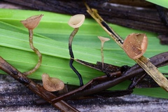 Sclerotinia