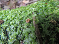 Glomeromycota