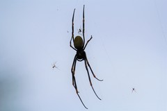 Nephila tetragnathoides
