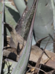 Agave applanata