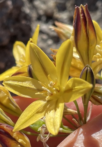 Triteleia ixioides