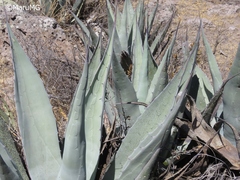 Agave applanata