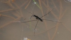 Limnometra