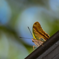 Charaxes candiope