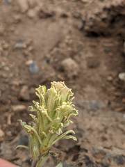 Castilleja pilosa