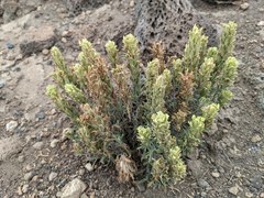Castilleja pilosa