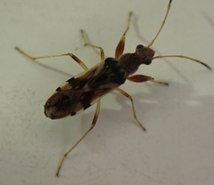 Pseudopachybrachius vinctus