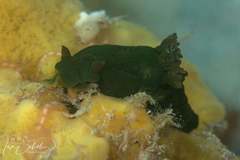 Tambja dracomus