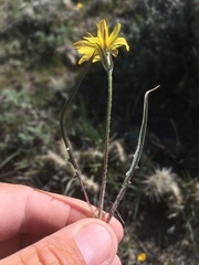 Agoseris parviflora