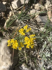 Physaria reediana