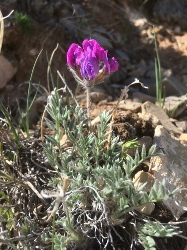 Oxytropis lagopus var. atropurpurea