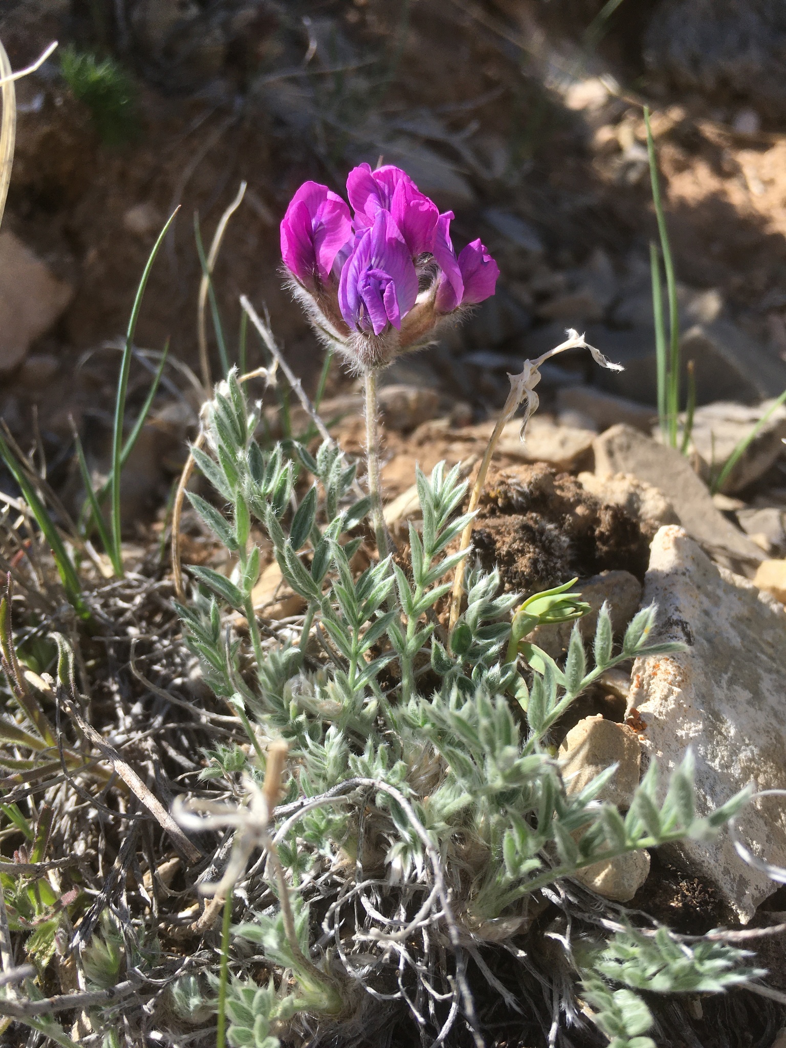 Oxytropis lagopus var. atropurpurea