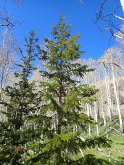 Pseudotsuga menziesii glauca