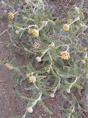 Loasaceae