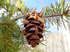 Pseudotsuga menziesii glauca