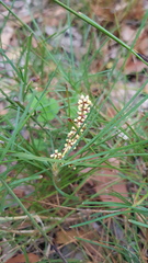 Lomandra glauca