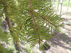 Pseudotsuga menziesii glauca