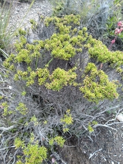 Arcytophyllum thymifolium