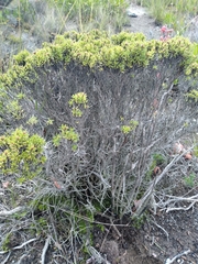 Arcytophyllum thymifolium