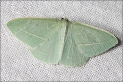 Chlorocoma stereota