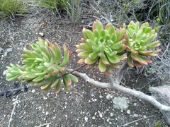 Echeveria quitensis