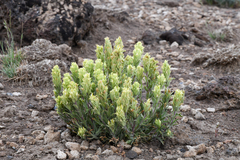 Castilleja pilosa