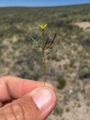 Camissonia parvula