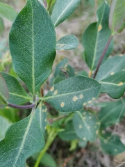 Puccinia festucae