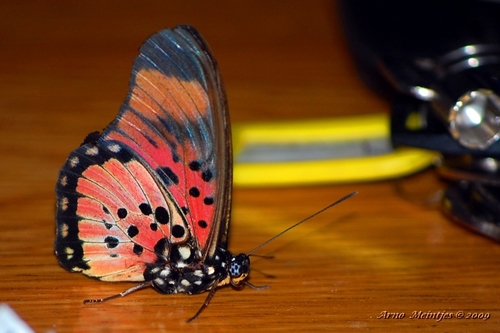 Boisduval’s False Acraea